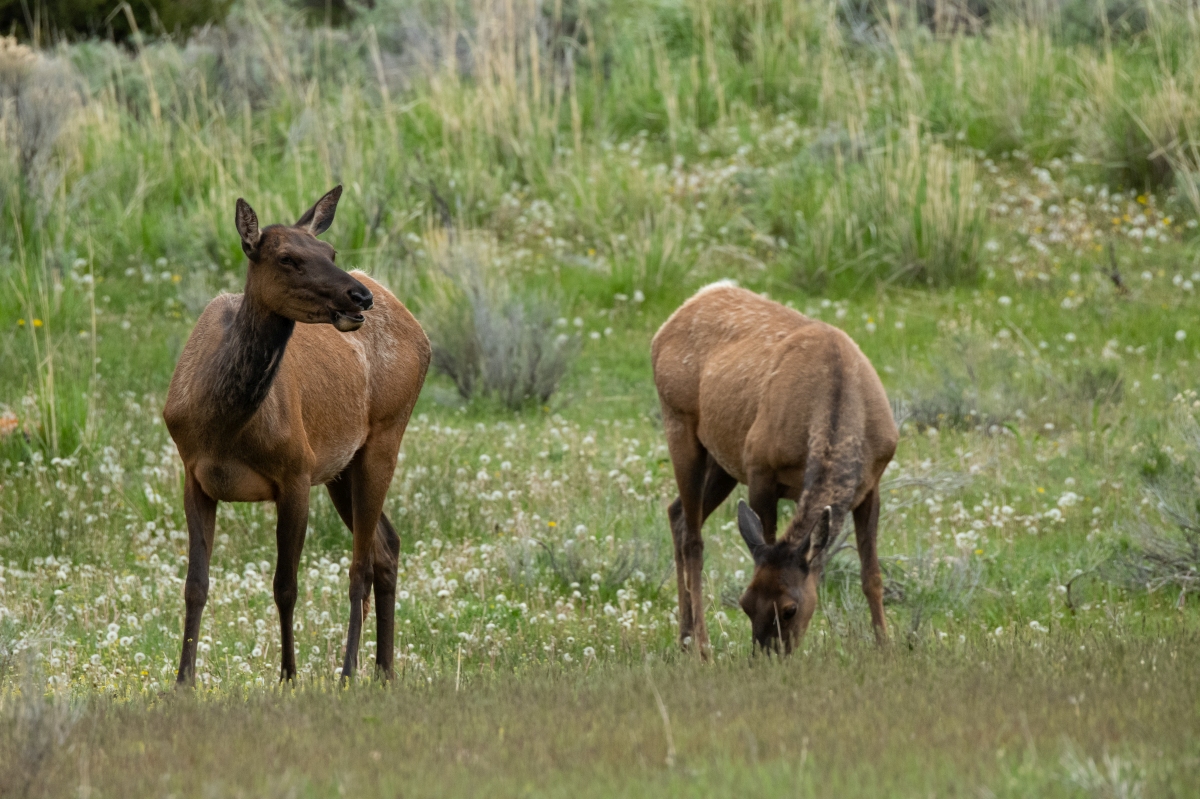 DSC_2165.jpg