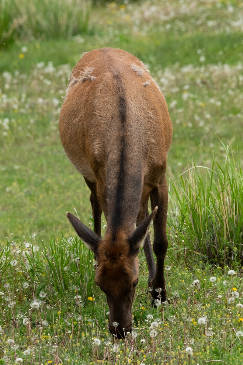 DSC_2182.jpg