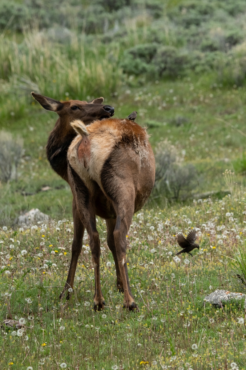 DSC_2219.jpg