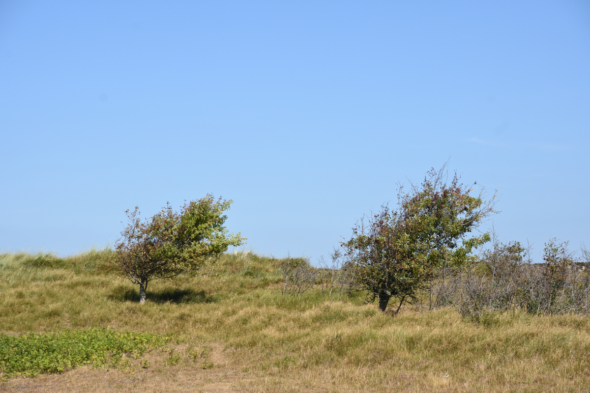 DSC_2237.JPG