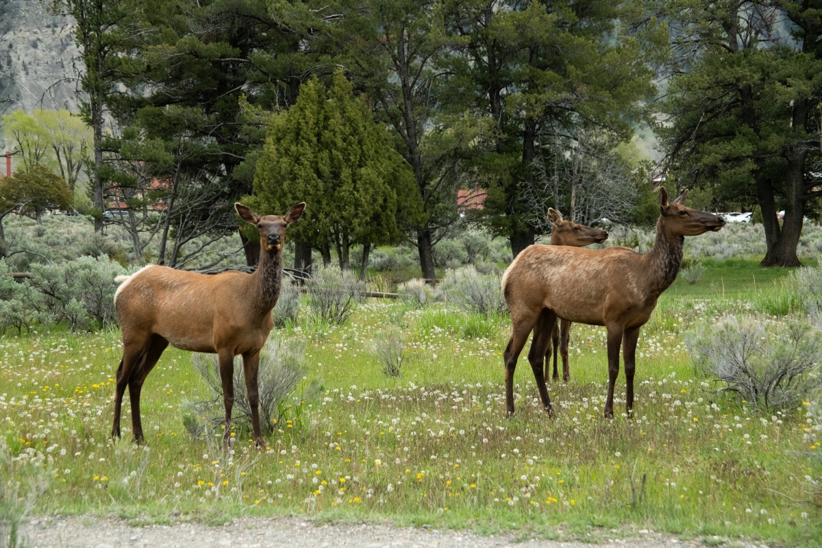 DSC_2262.jpg