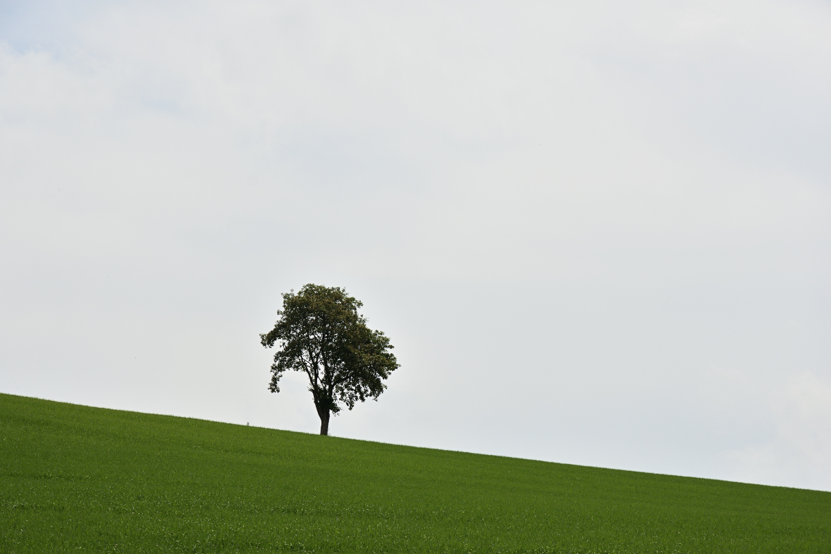 DSC_2373.JPG