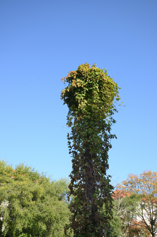 DSC_2412.JPG