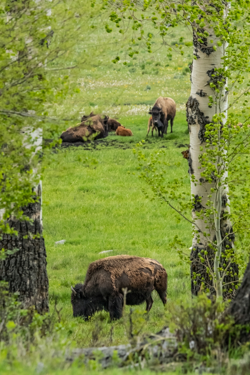 DSC_2433.jpg