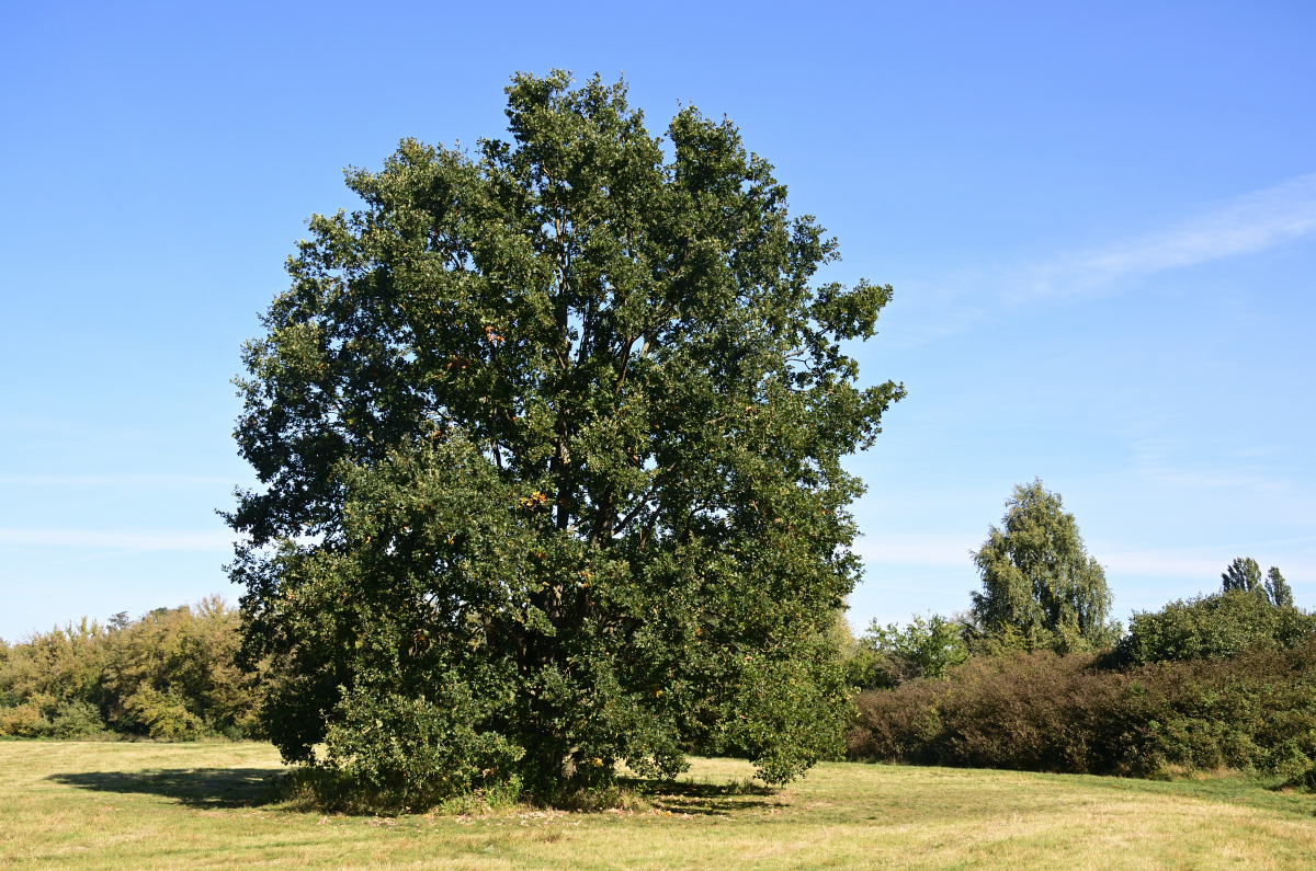 DSC_2478.JPG