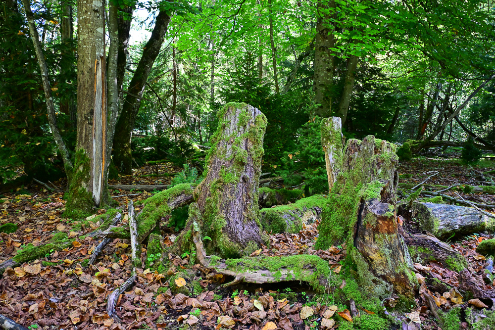 DSC_2489.jpg