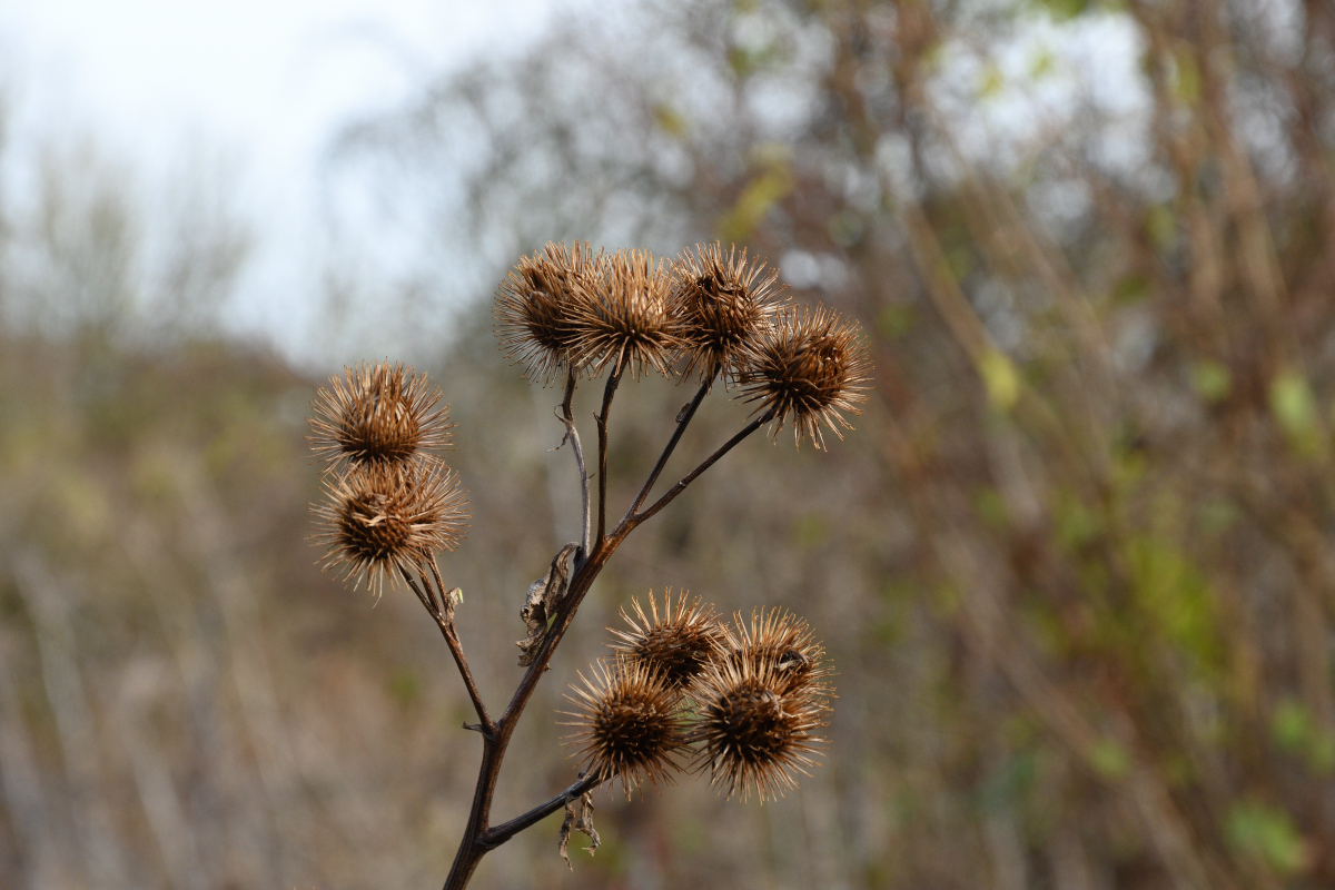 DSC_2492.JPG
