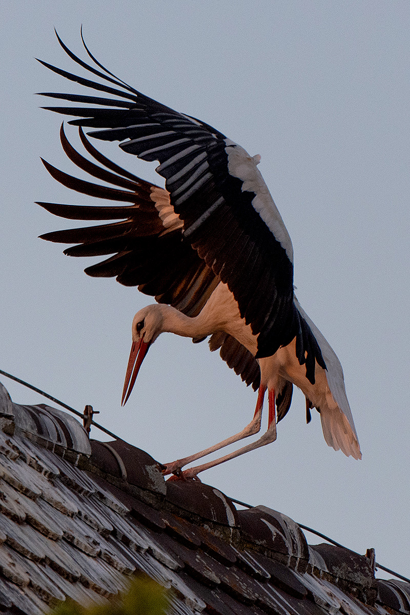 DSC_2513k.jpg
