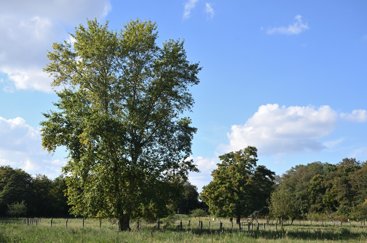 DSC_2524.JPG