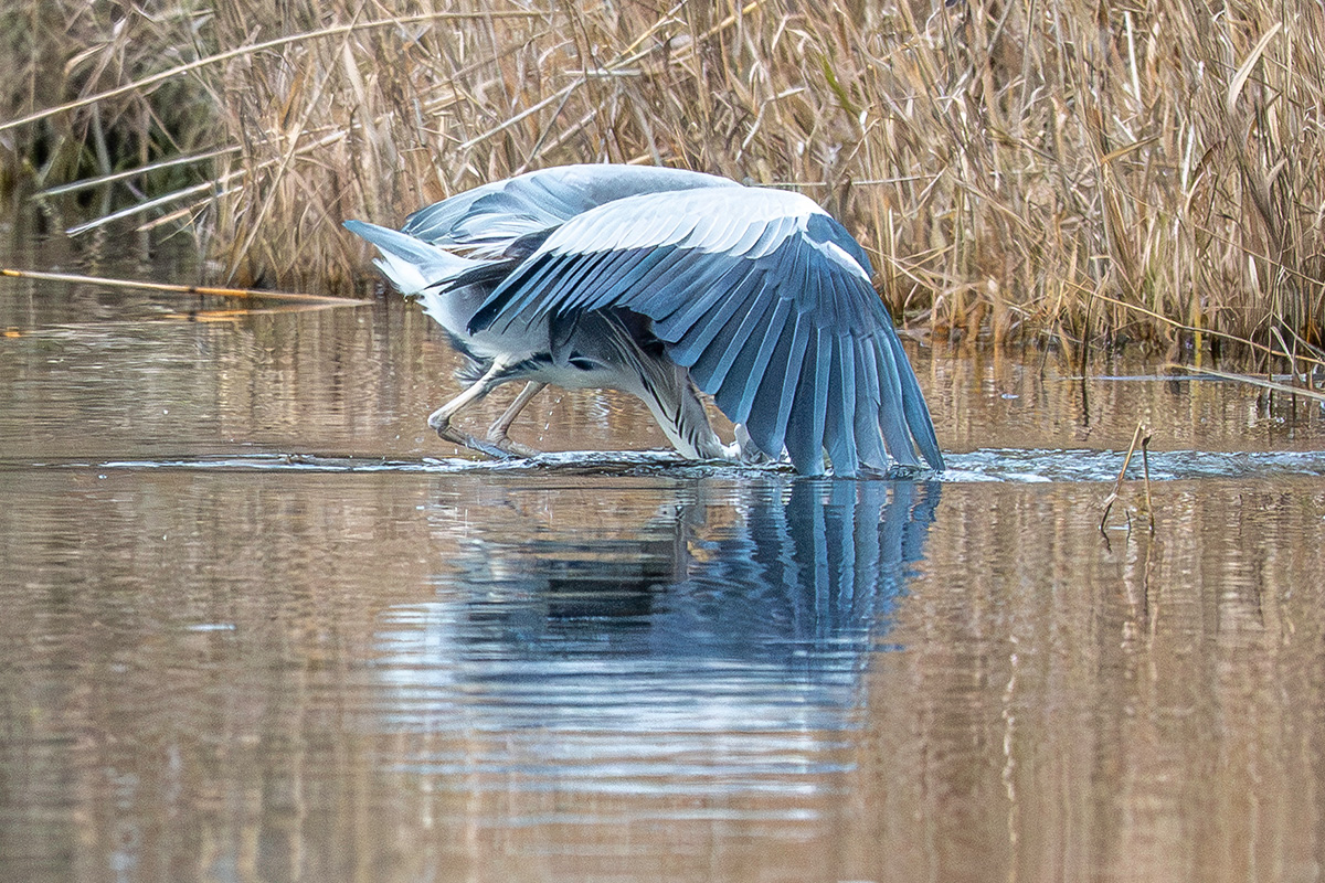 DSC_2535.jpg