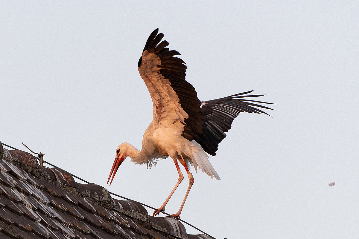 DSC_2542k.jpg