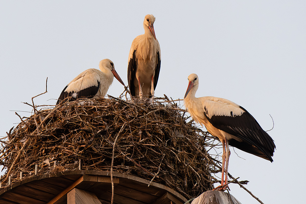 DSC_2547k.jpg