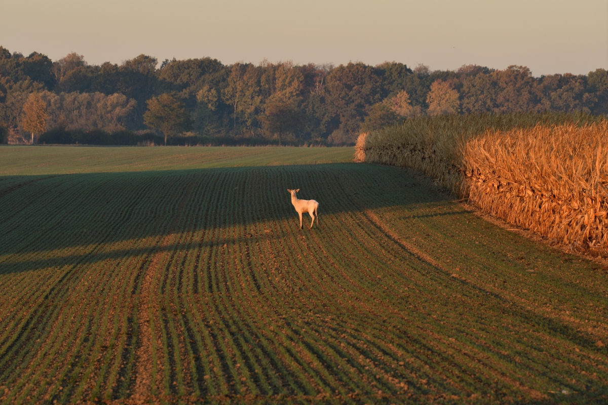 DSC_2548_00001n.jpg
