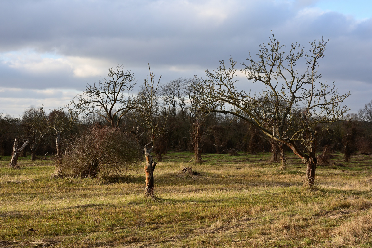 DSC_2550.JPG