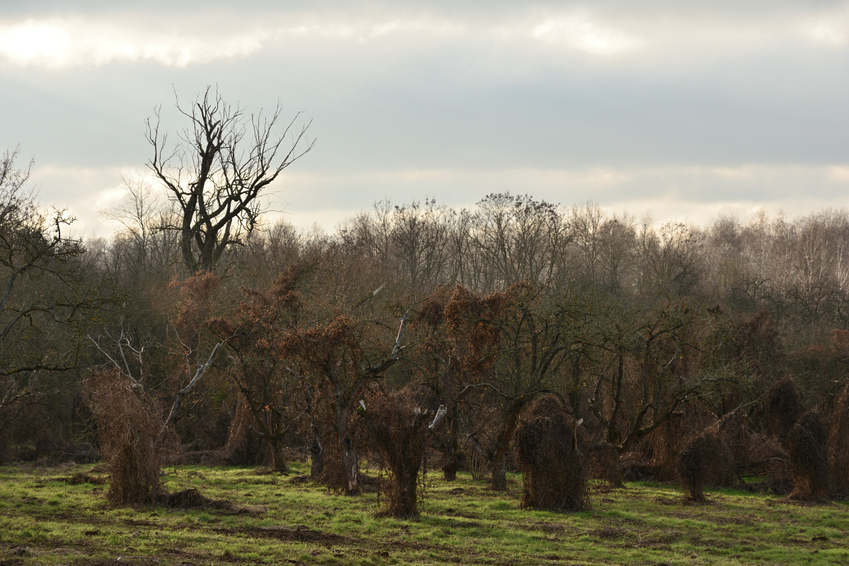 DSC_2563.JPG