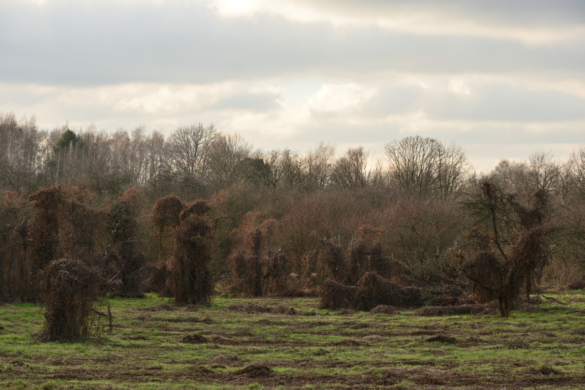 DSC_2565.JPG