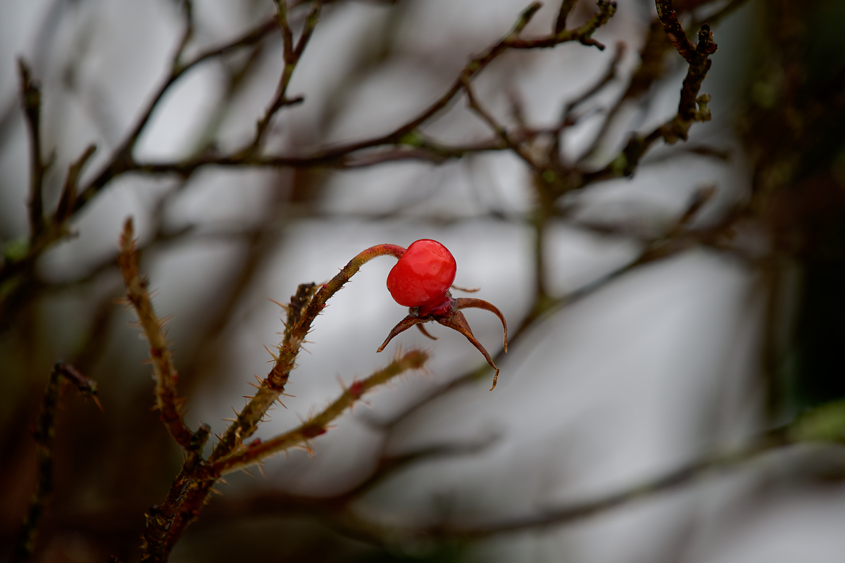 DSC_2570.jpg