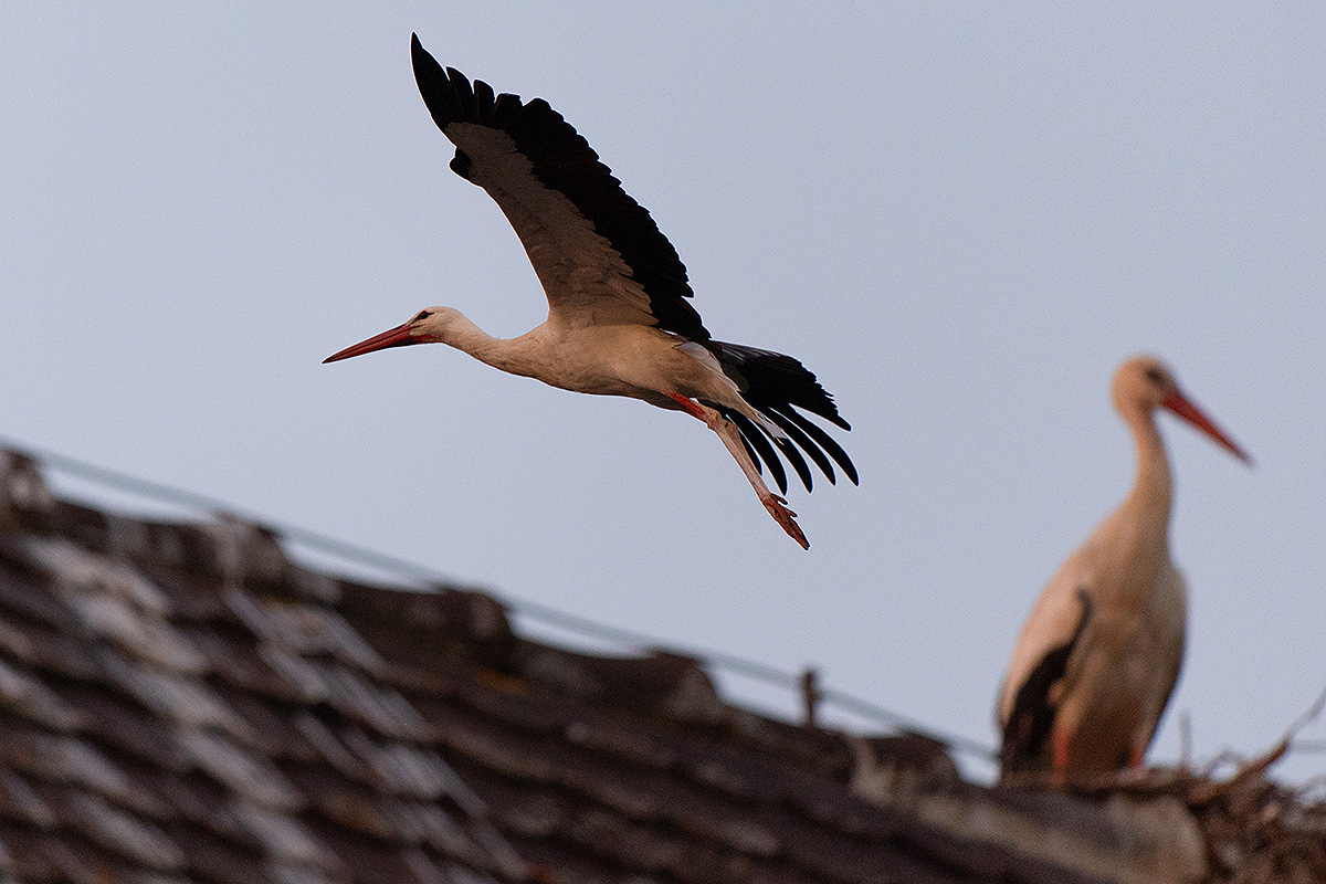 DSC_2585k.jpg