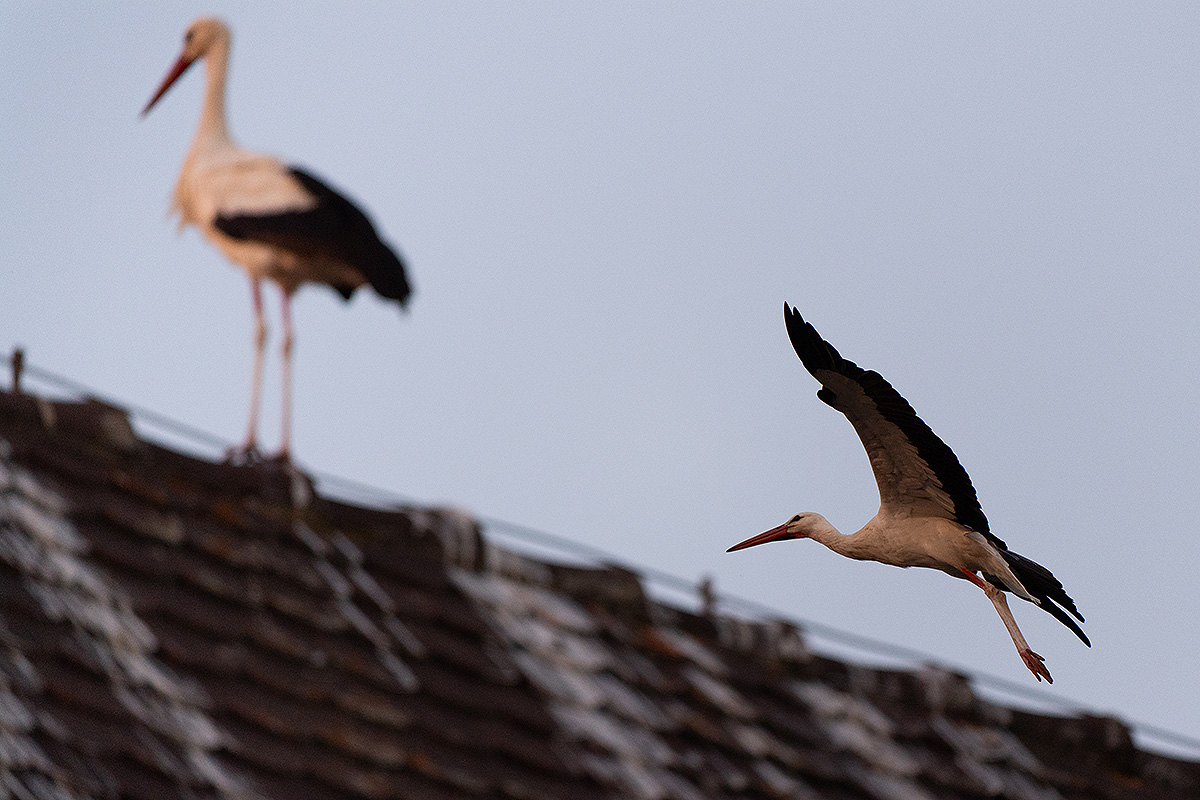 DSC_2586k.jpg
