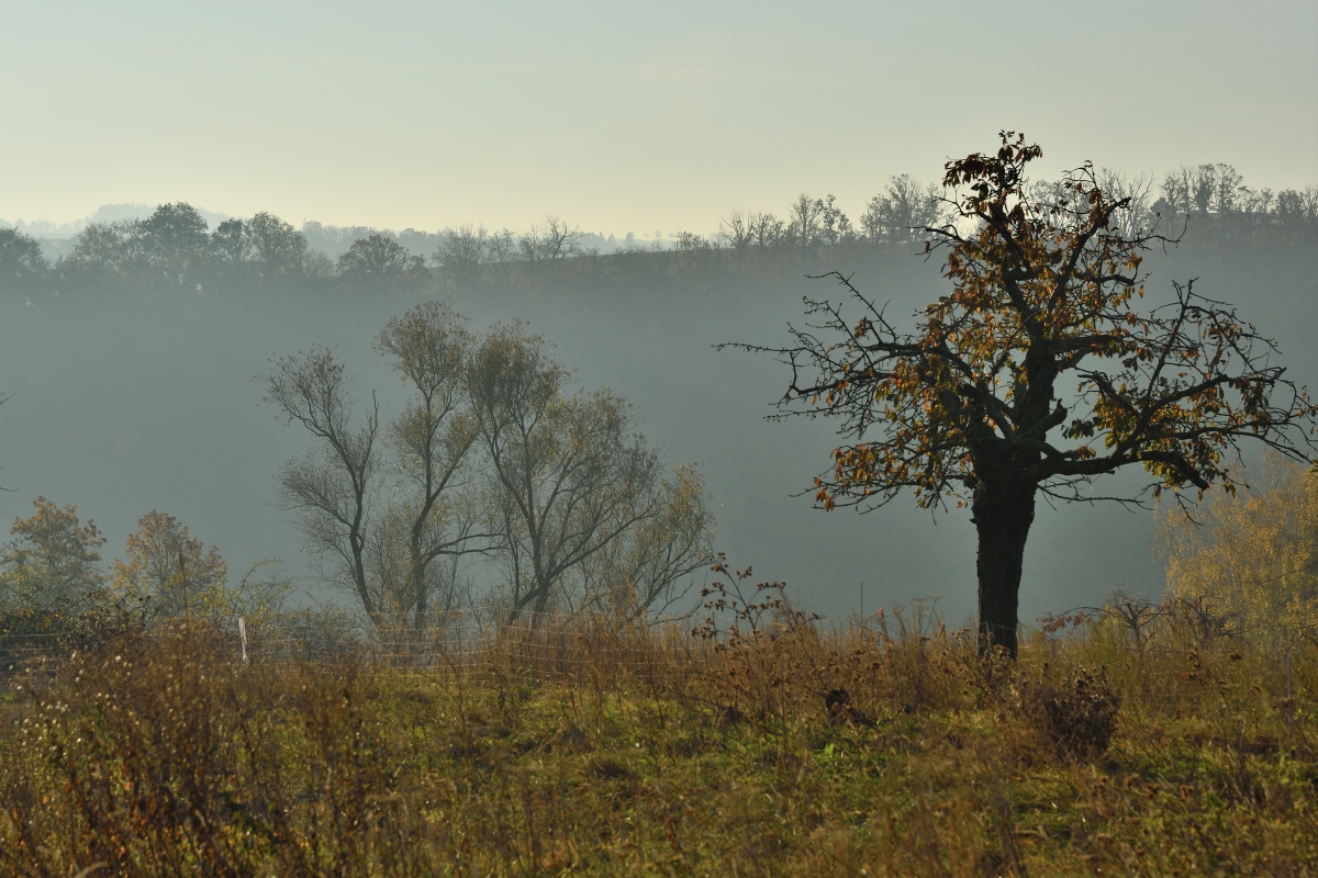 DSC_2603_00001n.jpg