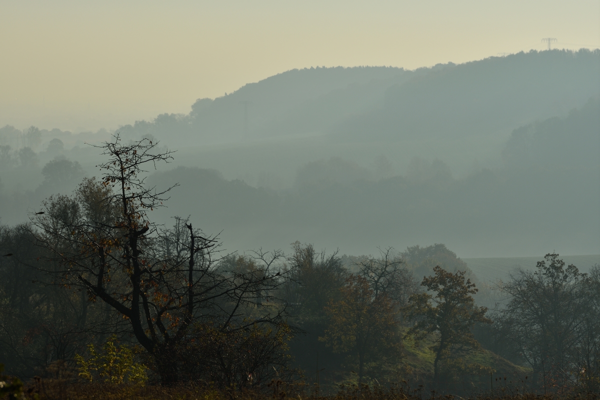 DSC_2606_00001n.jpg