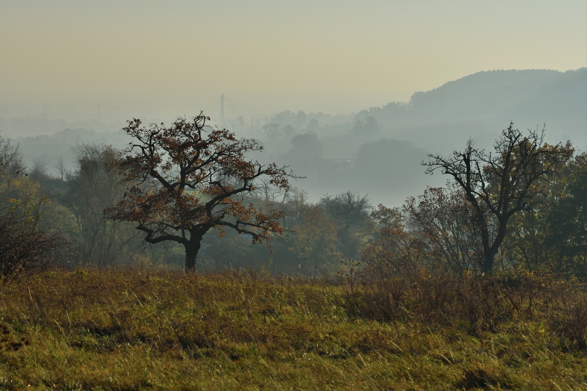 DSC_2617_00001_02n.jpg