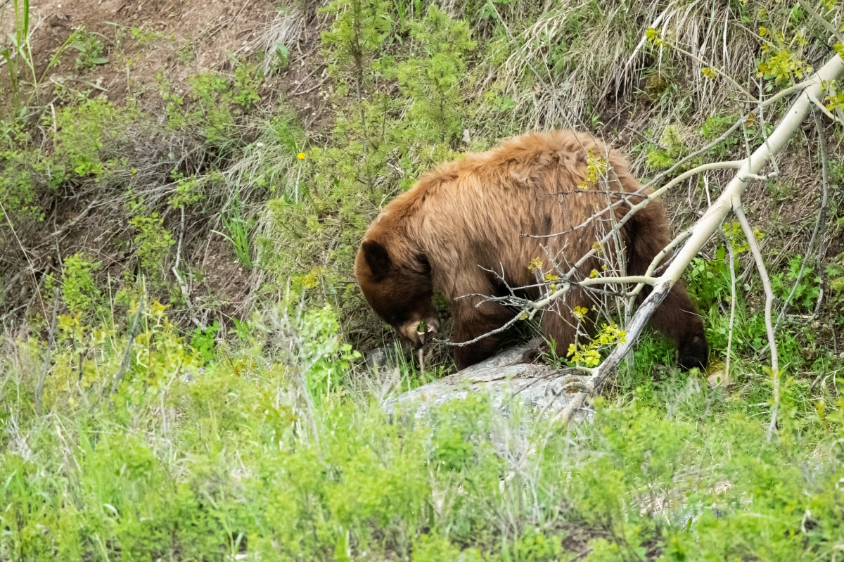 DSC_2621.jpg