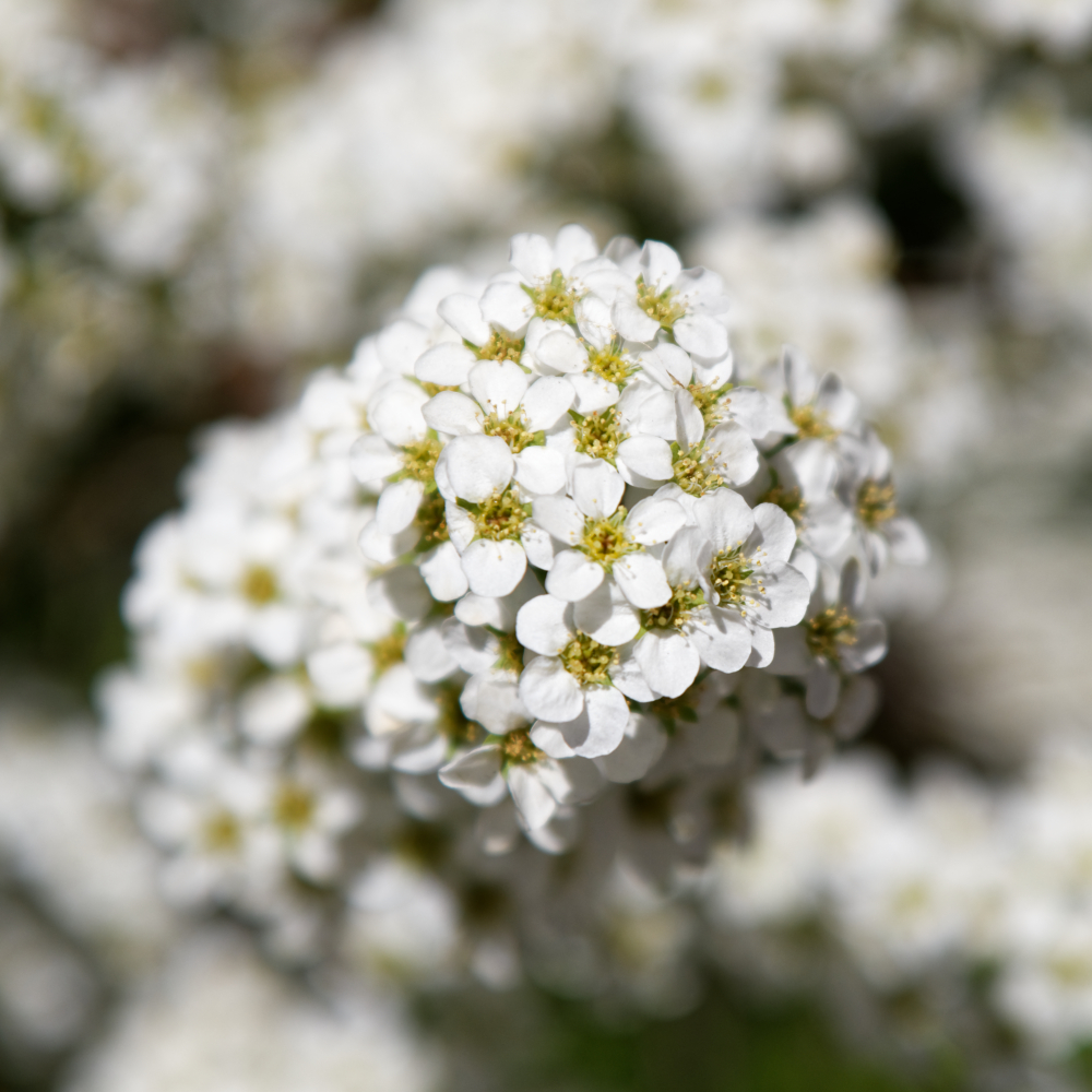 DSC_2626_DxO.jpg