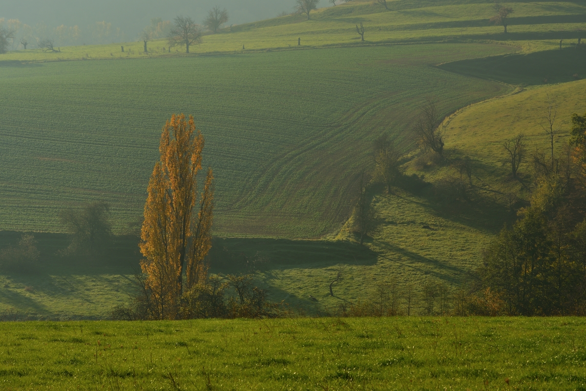 DSC_2643_00001n.jpg