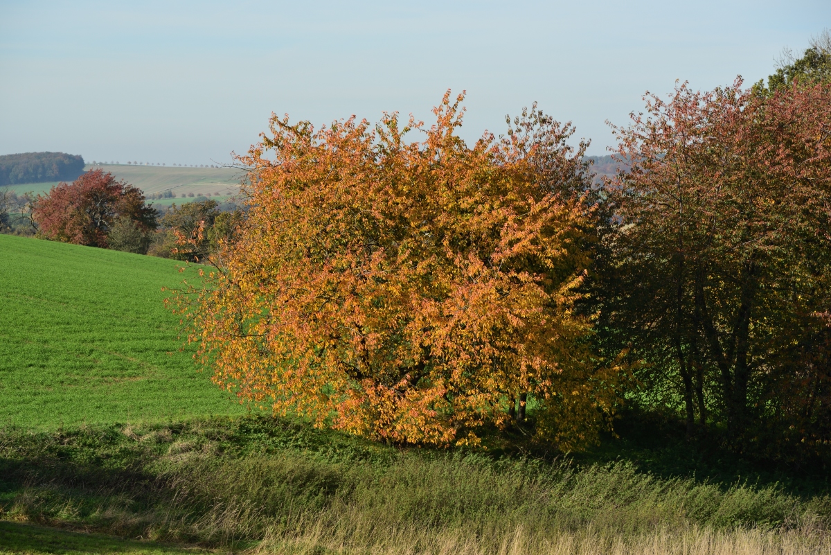 DSC_2649_00001n.jpg