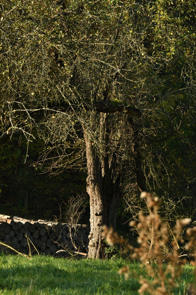 DSC_2657_00001n.jpg
