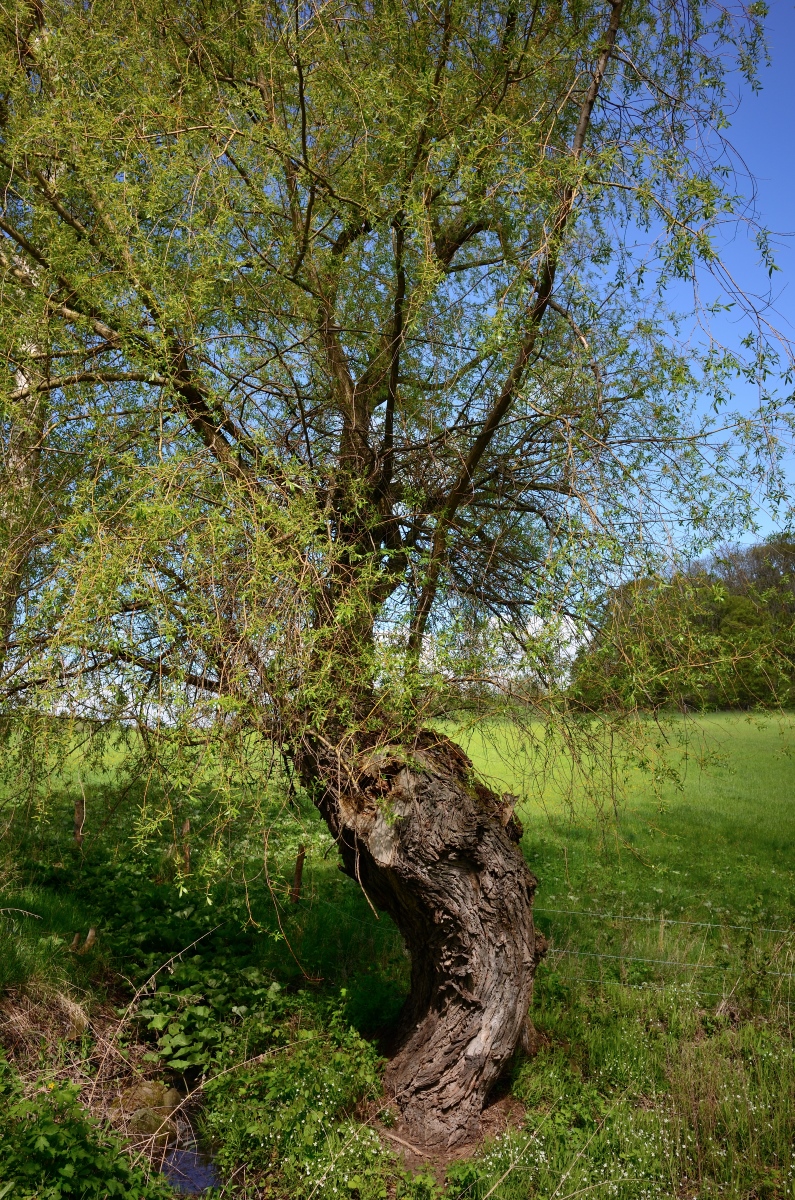 DSC_2664_00001n.jpg