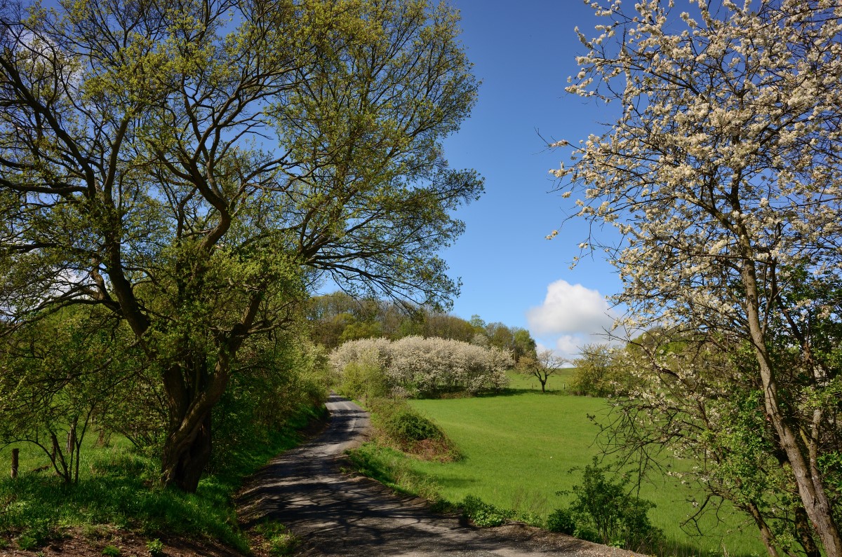 DSC_2668_00001n.jpg