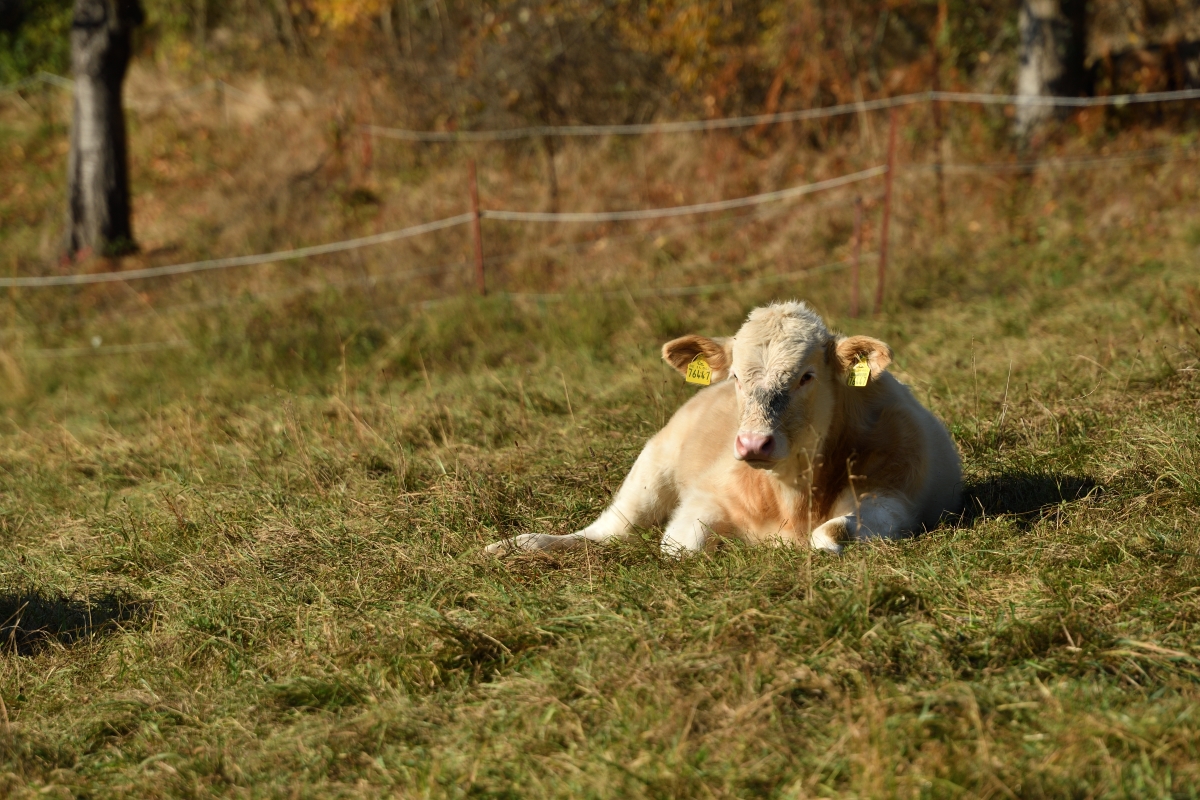 DSC_2689_00001n.jpg