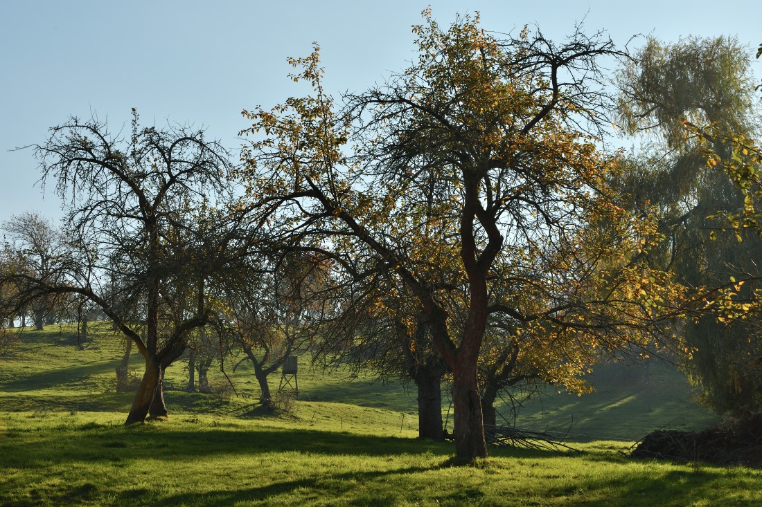 DSC_2698_00001n1.jpg