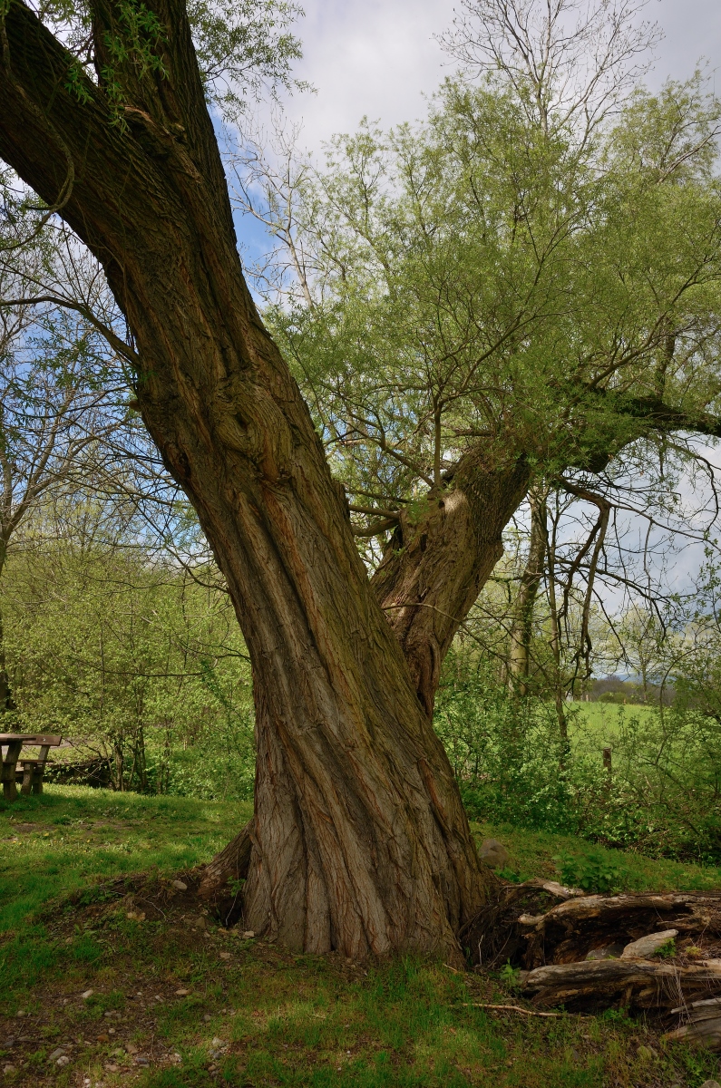 DSC_2714_00001n.jpg