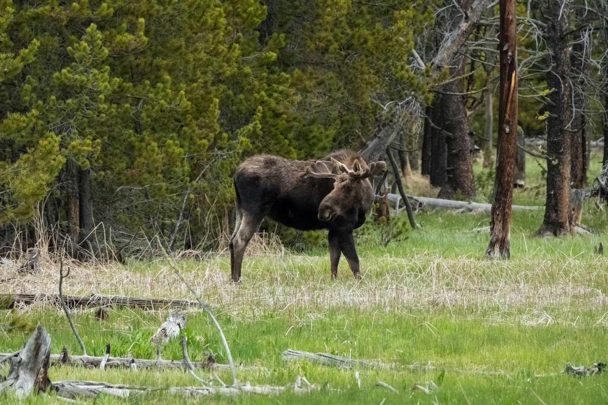 DSC_2743.jpg