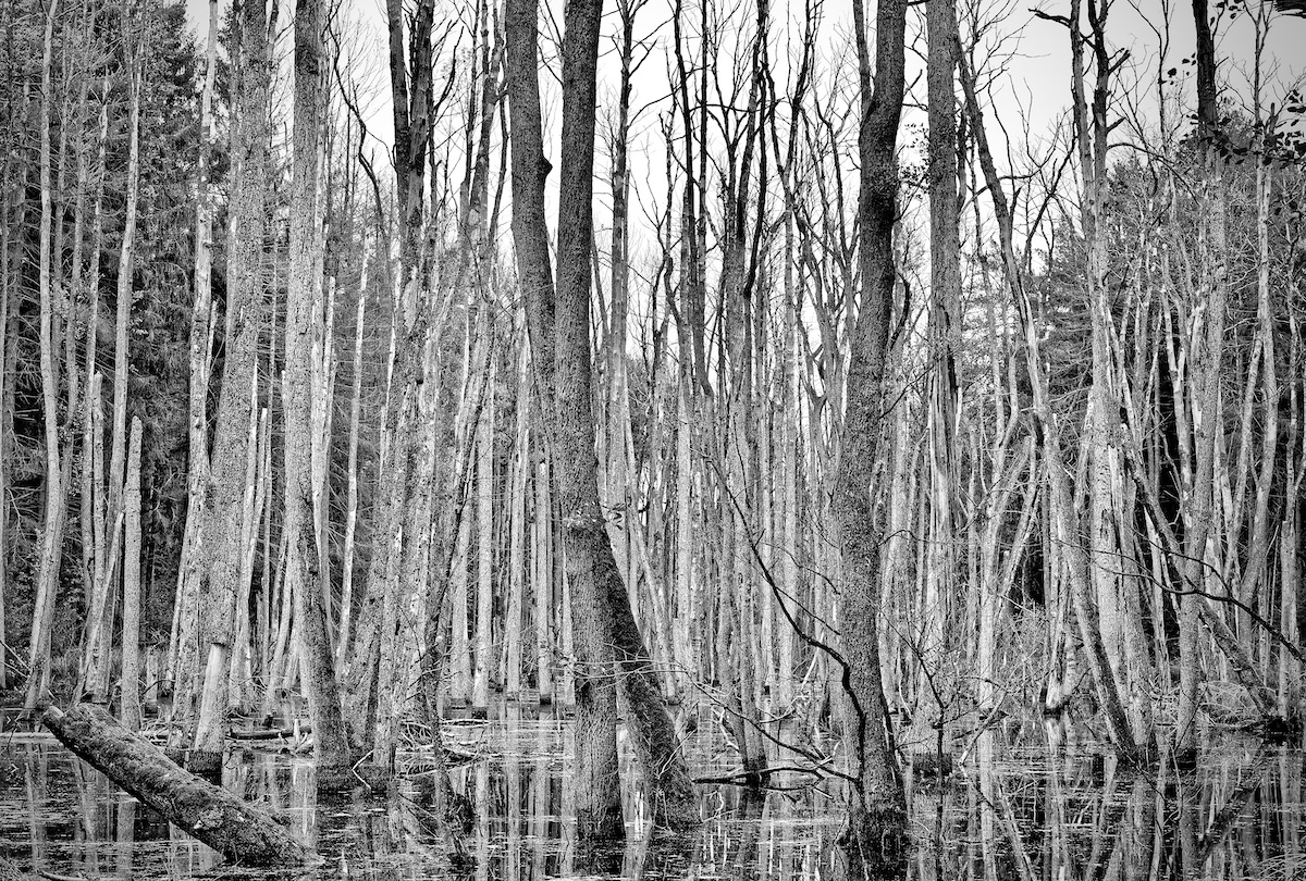 DSC_2763.jpeg