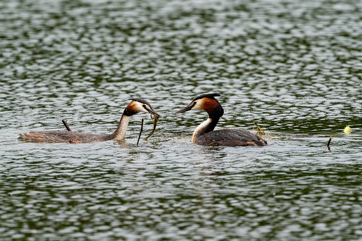 DSC_2803.jpg