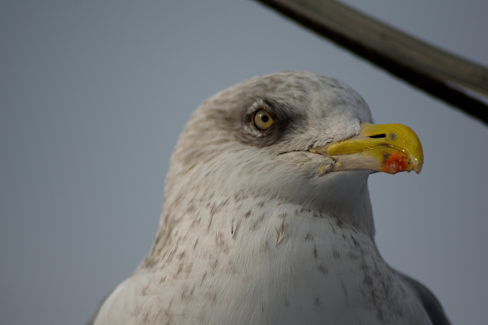DSC_2847.JPG