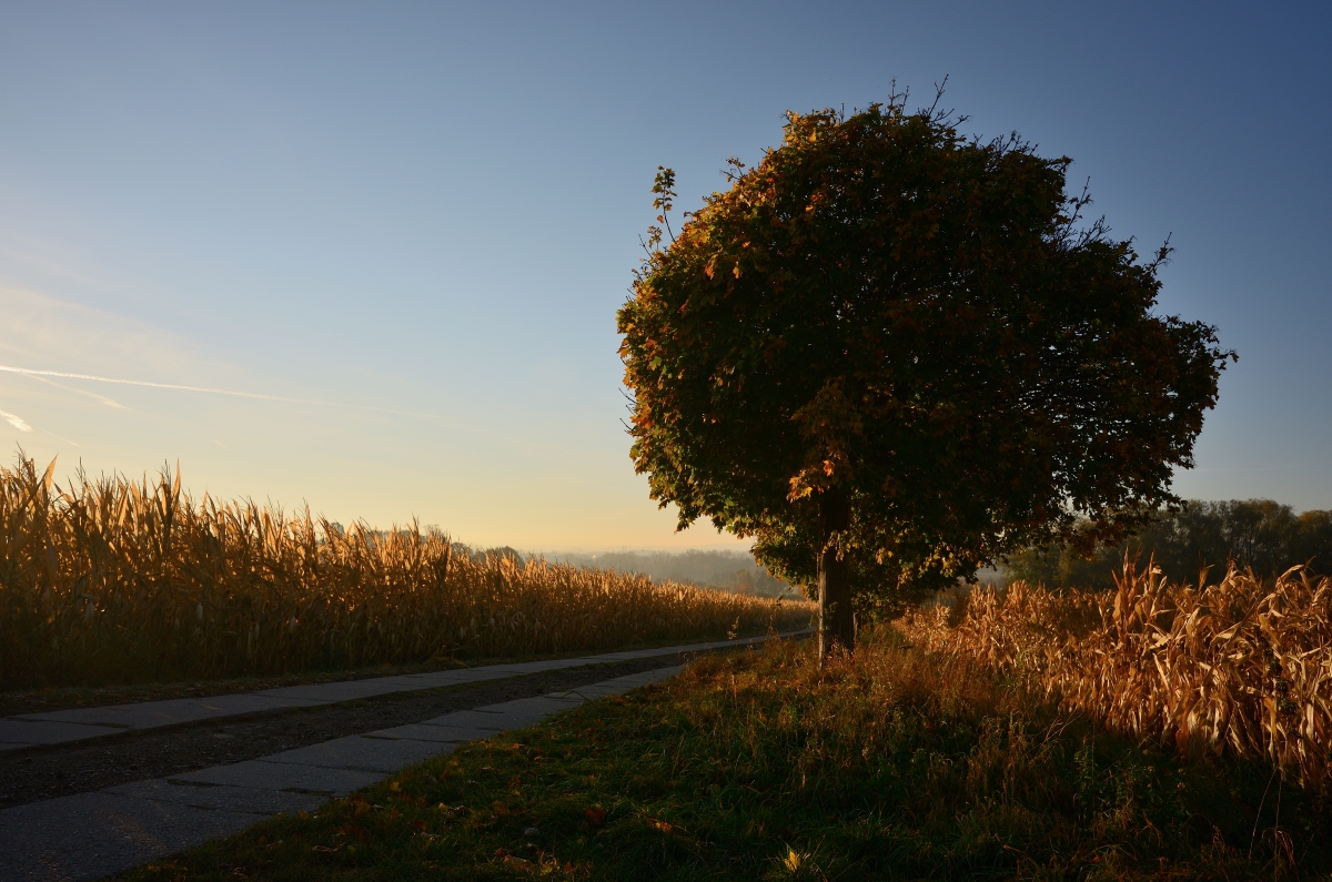 DSC_2872_00001n.jpg