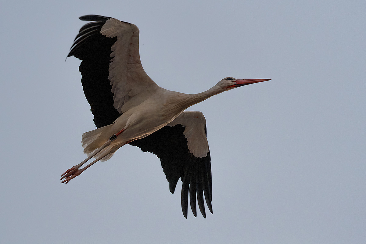 DSC_2872k.jpg