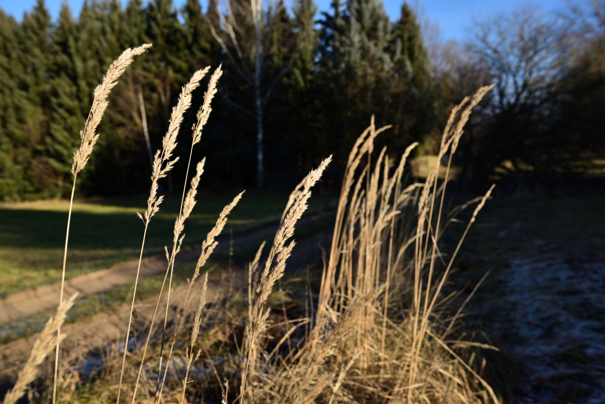 DSC_2902_00001n.jpg