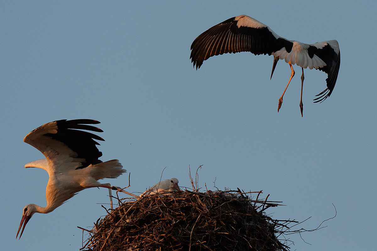 DSC_2933k.jpg