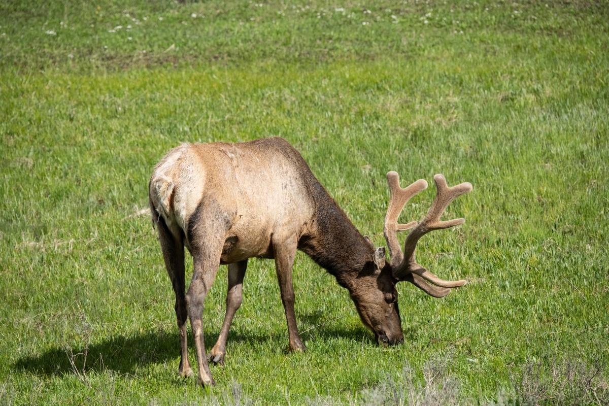 DSC_2937.jpg