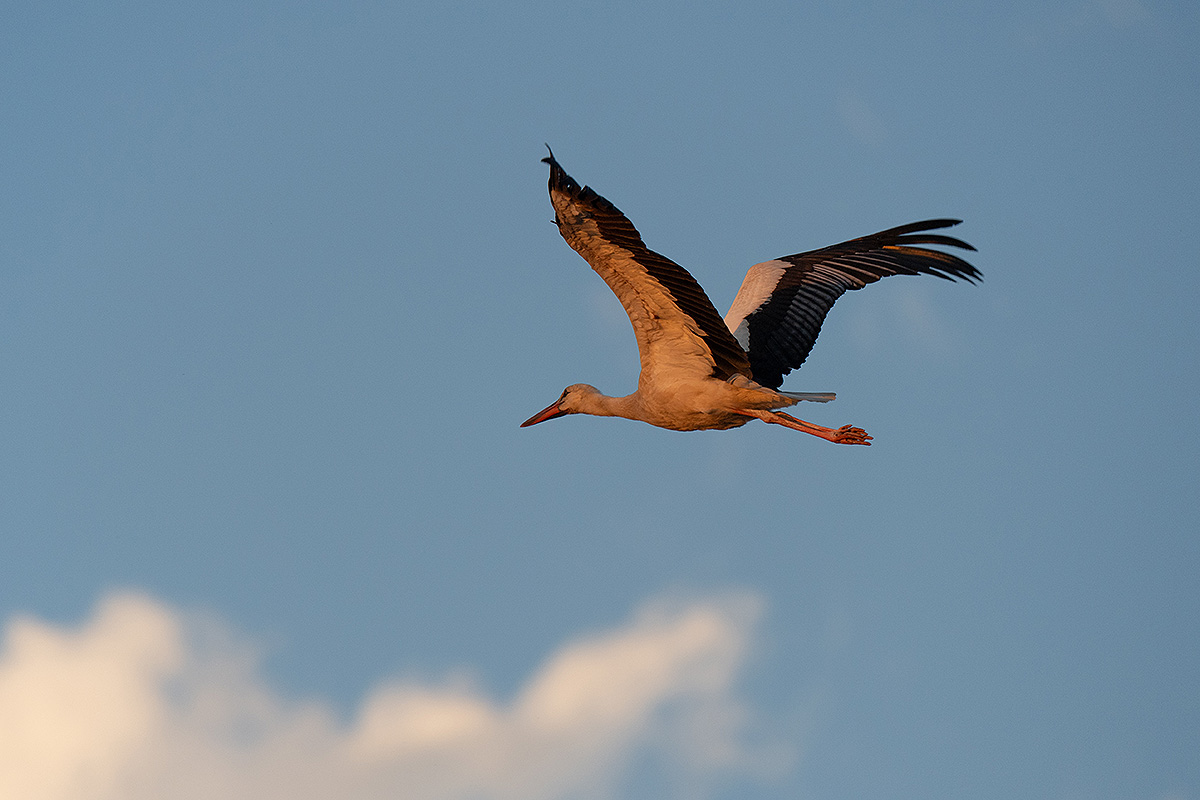 DSC_2949k.jpg
