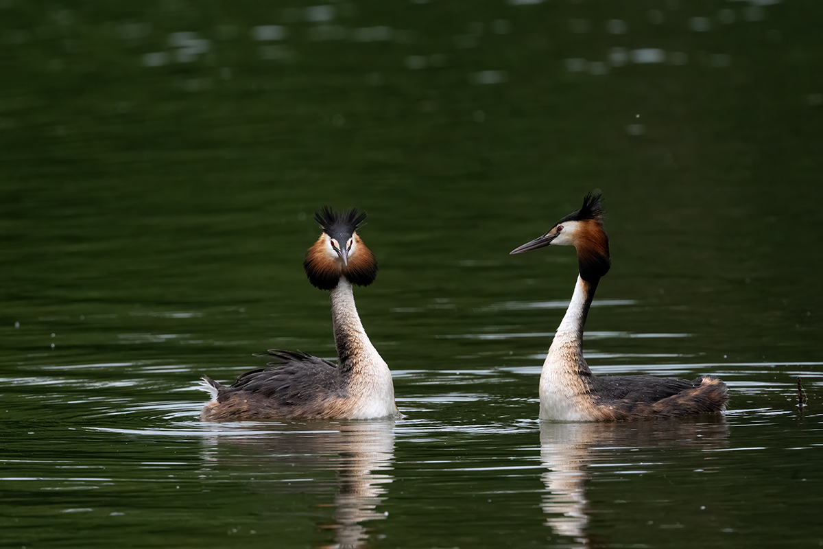 DSC_2985.jpg