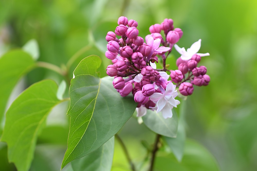 DSC_3032_DxO.jpg