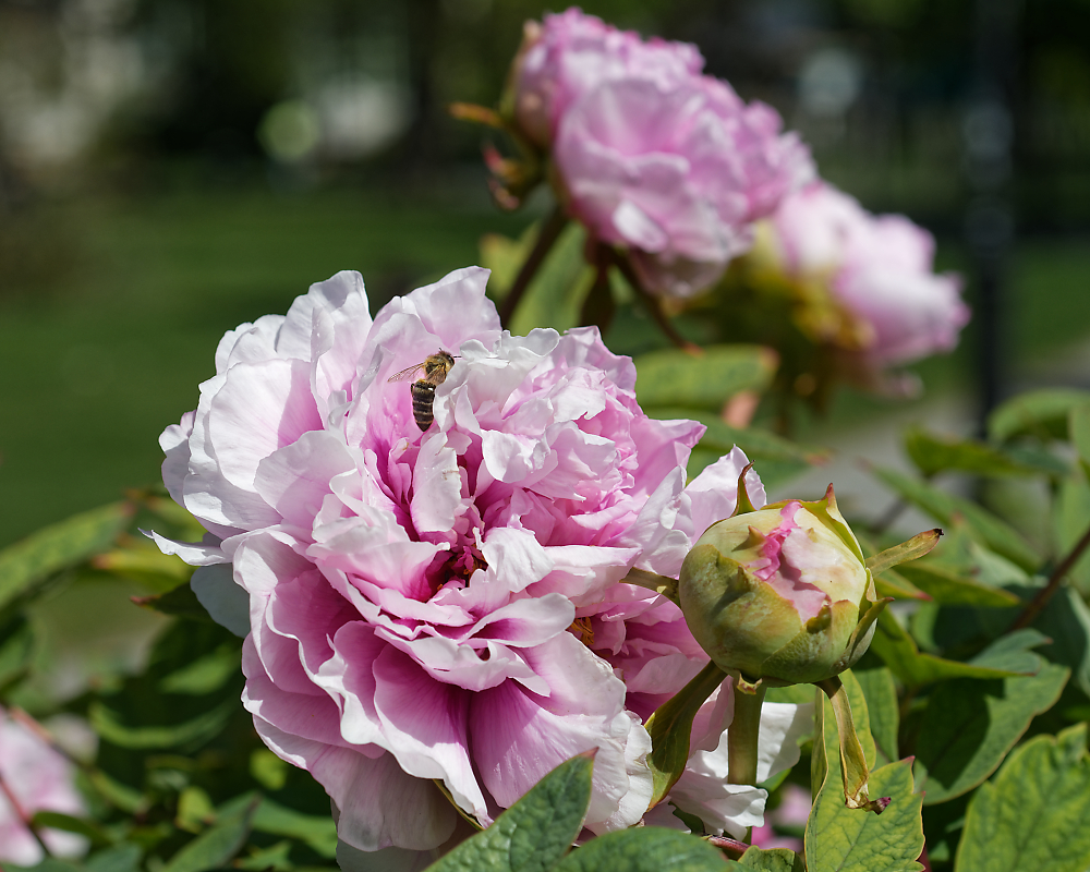 DSC_3063_DxO.jpg