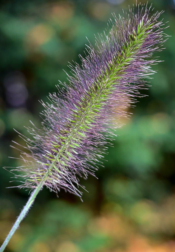 DSC_3079.jpg